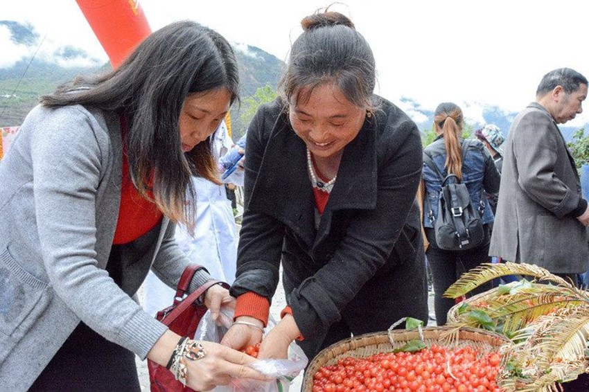 櫻桃紅了，老百姓笑了