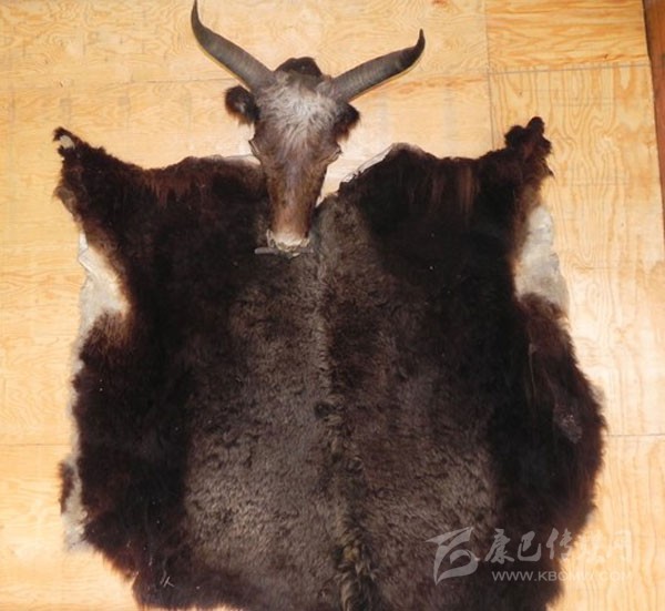 甘孜州牦牛皮:皮制品的重要原料 甘孜州牦牛皮:皮制品的重要原料