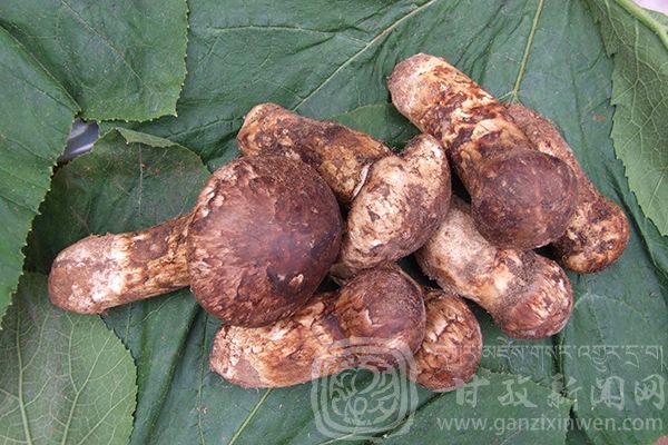 西部太陽(yáng)谷 得榮原生態(tài)美食 西部太陽(yáng)谷 得榮原生態(tài)美食