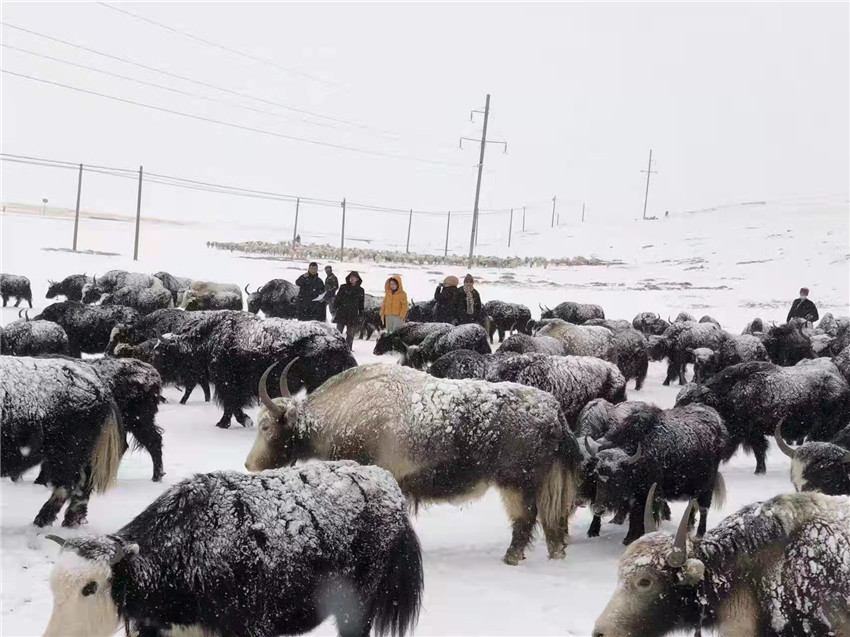 地處“云端之上”生命禁區(qū)“的農(nóng)行石渠支行80后青年益西多吉說”今年疫情流行，大伙冒雪下鄉(xiāng)送金融服務(wù)，新年首日就為農(nóng)戶發(fā)放了3000多萬元，點(diǎn)亮百姓牦牛致富夢(mèng)，疫情終將過去，筑夢(mèng)春天，我們協(xié)力點(diǎn)燃牧民發(fā)展信心“.jpg
