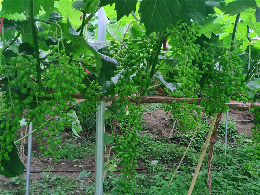 首筆強村貸3.jpg 首筆強村貸3.jpg