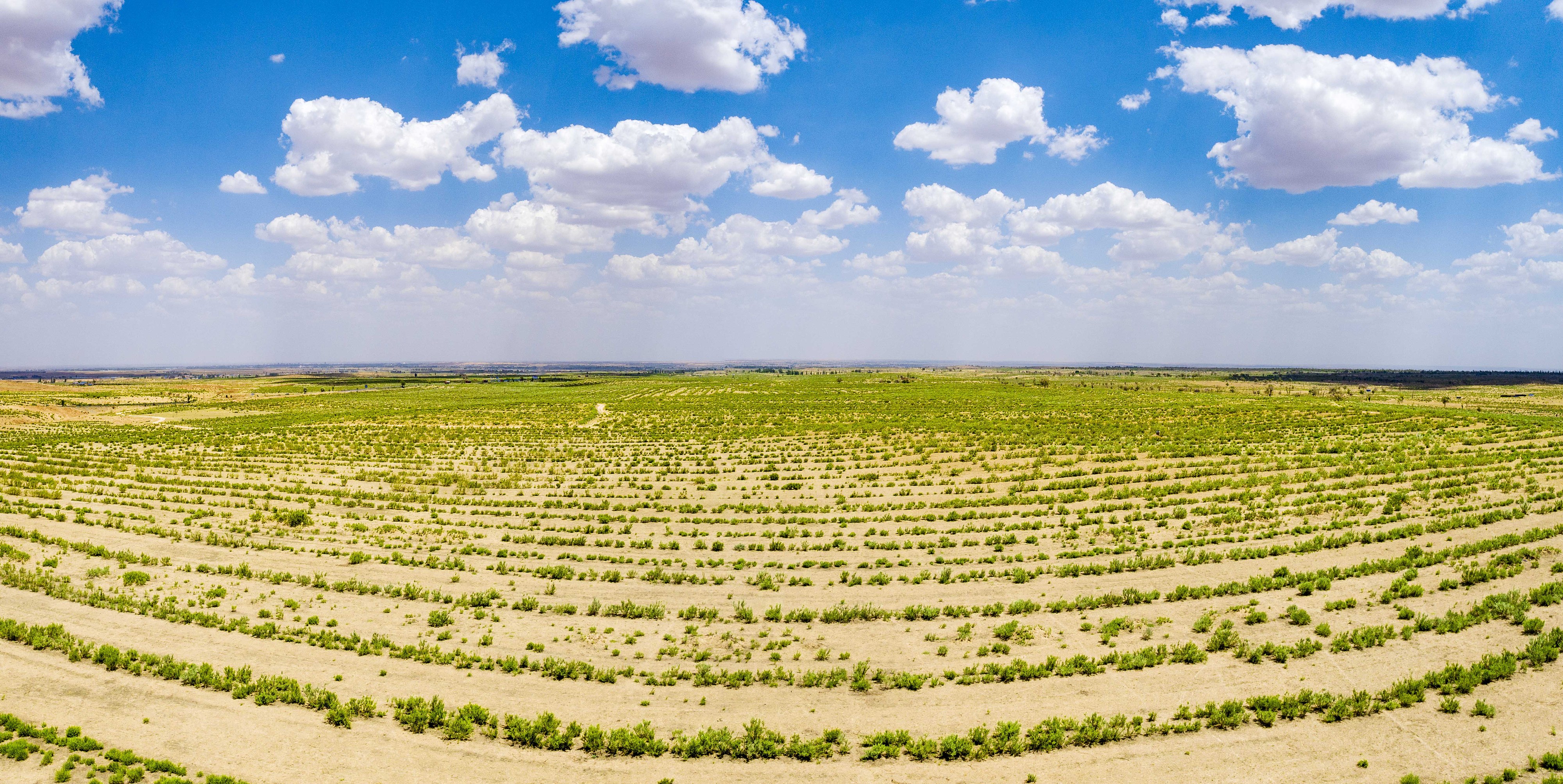 2023年6月7日，內(nèi)蒙古鄂爾多斯，毛烏素沙漠。