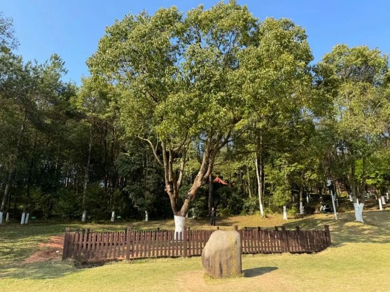 習(xí)近平同志為福建省長(zhǎng)汀縣水土保持科教園捐種的香樟樹。圖源：學(xué)習(xí)時(shí)報(bào)