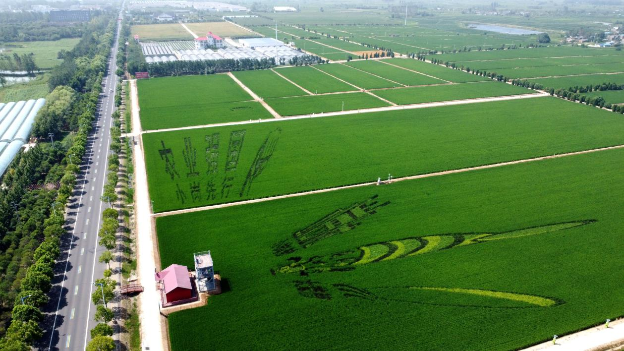 俯瞰小崗村高標(biāo)準(zhǔn)農(nóng)田。鳳陽(yáng)縣委宣傳部供圖